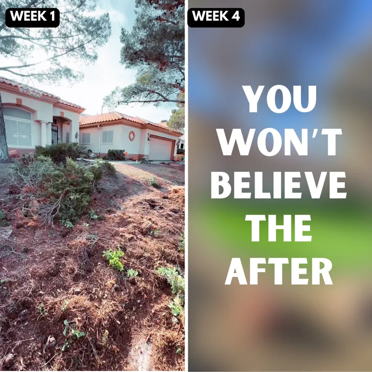 Frame one of the Big Bully Turf blurred-reveal carousel: Week 1 shown sharp beside a blurred Week 4 captioned You Won't Believe The After.